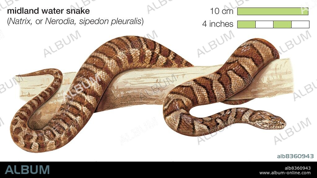 Midland water snake (Nerodia sipedon pleuralis).