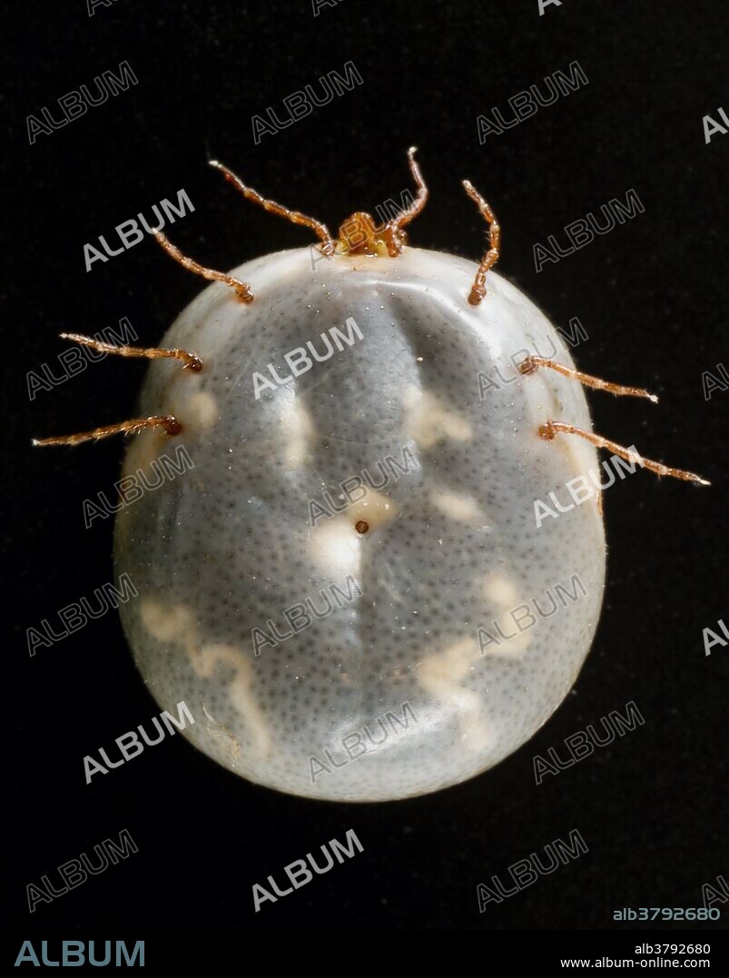 Ventral view of an engorged female "lone star tick" Amblyomma americanum. An Ixodes or "hard" tick, A. americanum is found through the southeast and south-central states, and has been shown to transmit the spirochete, Borrelia lonestari, the pathogen responsible for causing a Lyme disease-like rash known as "Southern tick-associated rash illness" (STARI). Representatives from all three of its life stages aggressively bite people in the southern U.S. Lone star ticks can be found from central Texas and Oklahoma eastward across the southern states, and along the Atlantic coast as far north as Maine. Research indicates that live spirochetes are observed in only 1-3% of specimens. Note the anal orifice located in the center of the ventral abdominal surface.