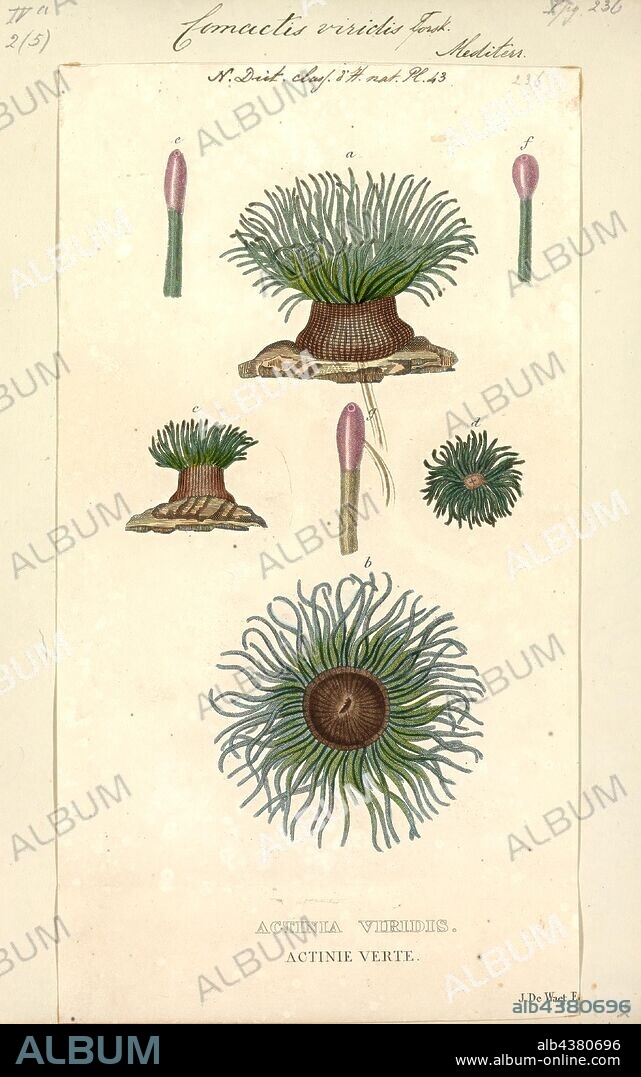 Comactis viridis, Print, Anemonia sulcata, or Mediterranean snakelocks sea anemone, is a species of sea anemone in the family Actiniidae from the Mediterranean Sea. Whether it should be recognized as a valid species of its own or is better included in Anemonia viridis remains a matter of dispute.