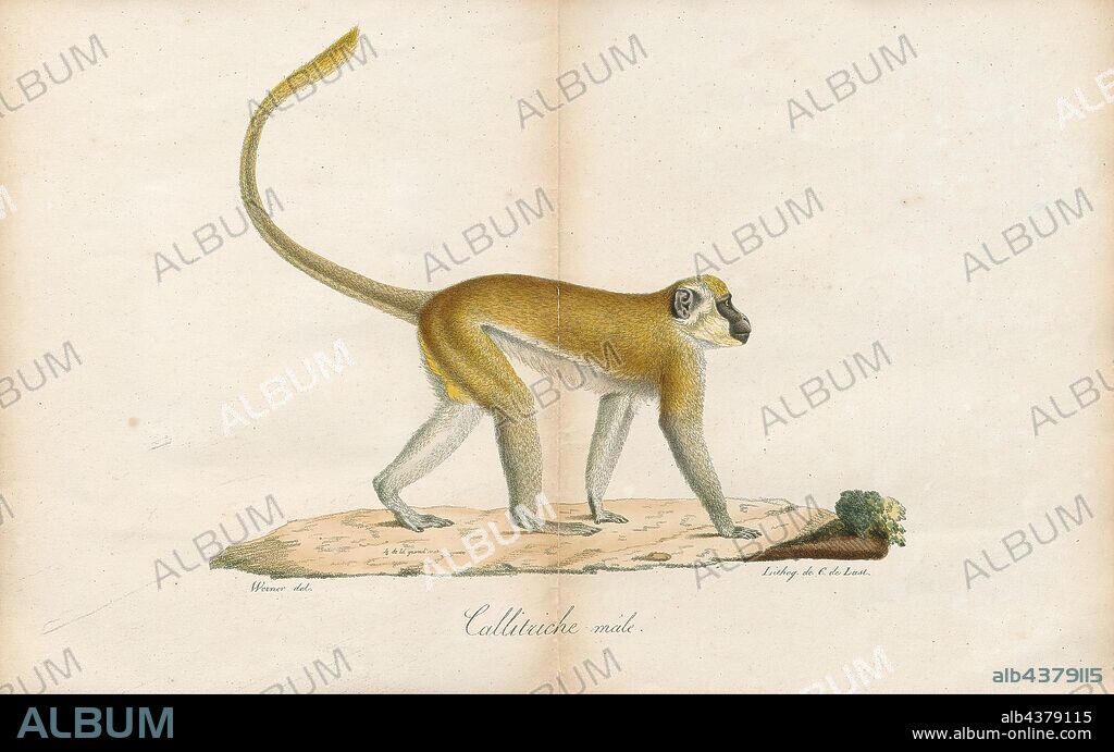 Cercopithecus sabaeus, Print, The green monkey (Chlorocebus sabaeus), also known as the sabaeus monkey or the callithrix monkey, is an Old World monkey with golden-green fur and pale hands and feet. The tip of the tail is golden yellow as are the backs of the thighs and cheek whiskers. It does not have a distinguishing band of fur on the brow, like other Chlorocebus species, and males have a pale blue scrotum. Some authorities consider this and all of the members of the genus Chlorocebus to be a single widespread species, Chlorocebus aethiops., 1700-1880.
