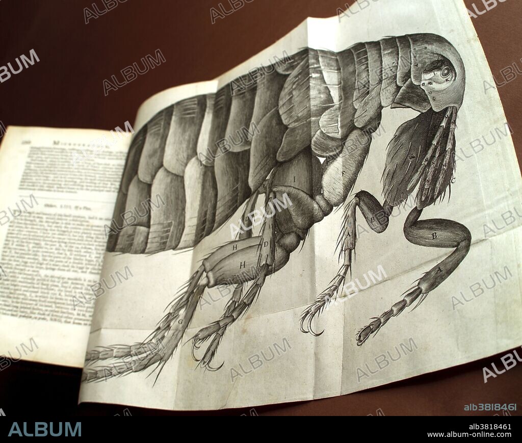Drawing of a flea done by Robert Hooke (1635-1703) and published in Micrographia in 1665. Hooke was curator of experiments at the Royal Microscopical Society of London, which was founded in 1660. He used a compound microscope to view a wide range of specimens, then drew and published the results of his remarkably detailed observations. Some of the illustrations in Micrographia were supposedly done by Christopher Wren, the architect. Hooke is best remembered for his discovery of the fundamental unit of life, the cell, based on his observations of a section of cork.