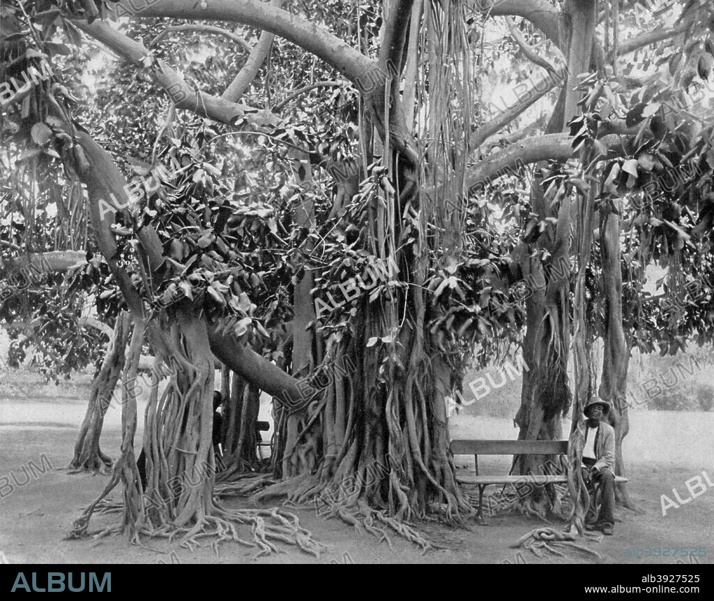 Banyan tree, Kingston Park, Jamaica, c1905. Illustration from Picturesque Jamaica, by Adolphe Duperly & Son, (England, c1905).