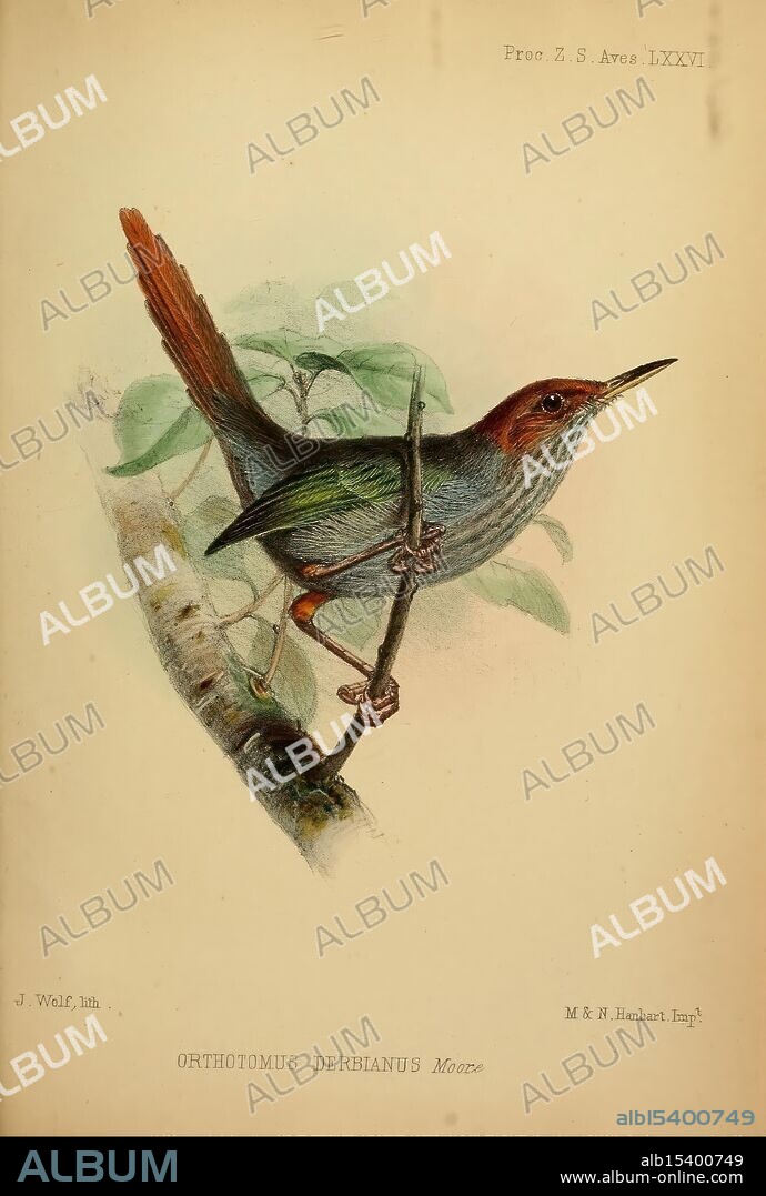 A colorful depiction of the Orthotomus derbianus, commonly known as Derbian's Babbler. This small bird showcases a blend of vibrant greens and earthy browns, highlighting its slender body and elongated tail. Perched on a branch, it displays intricate details in its plumage, with defined strokes illustrating the texture of its feathers. The bird's sharp beak and keen eyes reflect its alertness in a natural setting, surrounded by delicate leaves that frame its elegant pose, emphasizing its role in the ecosystem. This representation captures the essence of the species and its habitat.