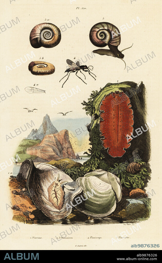 Windowpane oyster, Placuna ephippium (Placuna sella), flatworm, Yungia aurantiaca (Planaria aurantiaca), spider wasp, Aporus planiceps (Planiceps latreillii), and great ram's horn snail, Helix cornea (Planorbis corneus). Placune, Planaires, Planiceps, Planorbe. Handcoloured steel engraving by du Casse after an illustration by Adolph Fries from Felix-Edouard Guerin-Meneville's Dictionnaire Pittoresque d'Histoire Naturelle (Picturesque Dictionary of Natural History), Paris, 1834-39. .
