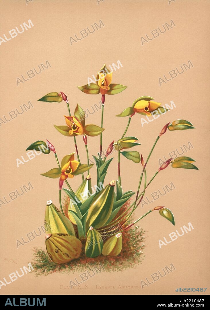 Lycaste aromatica is a species of flowering plant in the Orchidaceae family. All the representatives of thr genus Lycaste(a total of about 35 species )are very alike when not in bloom, and quite attractive ,too:they form large ,glossy green egg-shaped pseudobulbs decorated on their apices with two or three pointed elliptic leaves with pronounced lengthwise venation. The leaves usually last for one season only ,and subsequently fall off. The typical flowers ,whose inner tepals are shaped to resemble a little roof,grow one by one on thin spikes from the base of the pseudobulbs and there can be several dozens of them growing at once on well-developed specimens of some species! L. aromatica is the best known species of the whole genus . Its orange-and- yellow flowers give off a strong ,lovely grance. Cultivation is not difficult : provide the plants with a temperate environment with a medium -high- intensity of diffused light . If you want them to flower abundantly ,plant them in flowerpots filled with a standard orchid substrate . In the winter ,after the leaves fall off ,reduce watering and temperature ,inducing thus a period of rest;this is also necessary for proper development of the next season's lot of flowers . L. aromatica blooms in early spring-both in artificial culture and in the wild, i.e., in Mexico , Guatemala and Honduras.