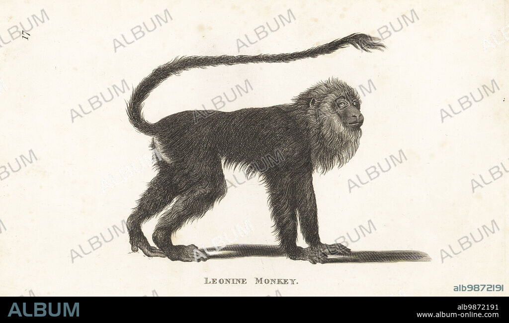 Brown-mantled tamarin or Spix's saddle-back tamarin, Leontocebus fuscicollis. Leonine monkey, Simia leonina. From a specimen in the Royal Menagerie of Versailles, drawn by Jacques de Seve for the Comte de Buffon's Histoire Naturelle. Copperplate engraving by Taylor from George Shaws General Zoology: Mammalia, G. Kearsley, Fleet Street, London, 1800.