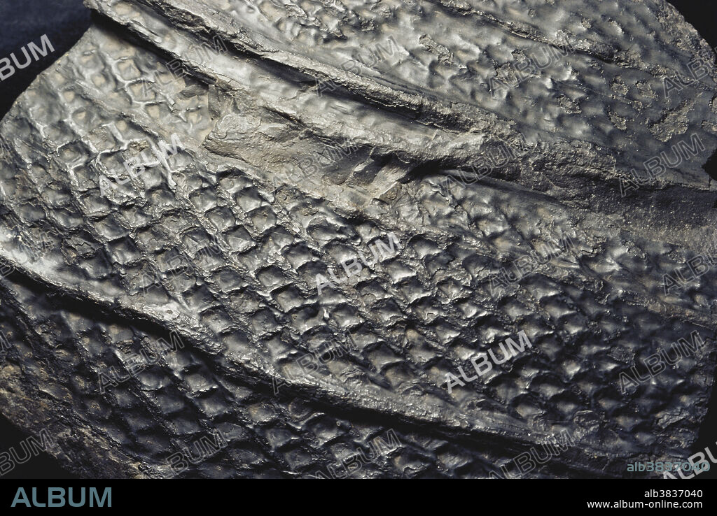 Fossil of Lepidodendron, a giant clubmoss common during the Carboniferous Period. Lepidodendron grew to be 100 feet tall, and had a thick stem coverend in non-woody outer tissue. This fossil stem has diamond-shaped leaf scars.
