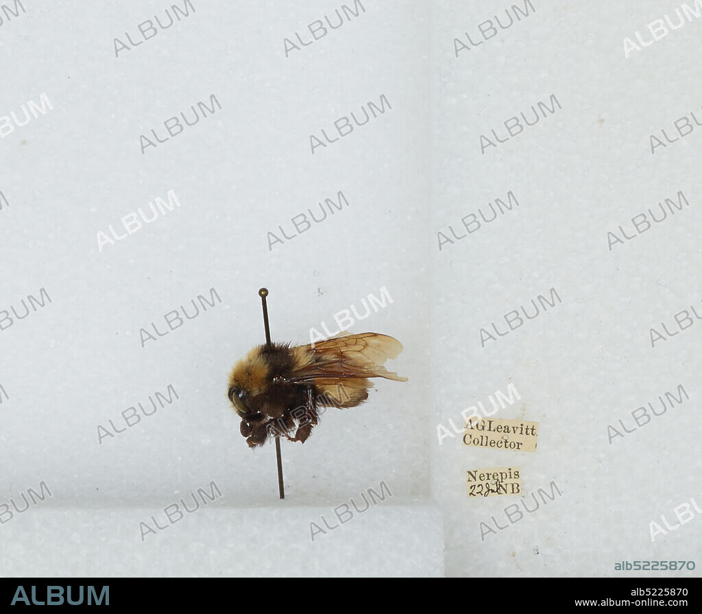 New Brunswick, Canada, Bombus (Subterraneobombus) borealis Kirby, 1837, Animalia, Arthropoda, Insecta, Hymenoptera, Apidae, Apinae.