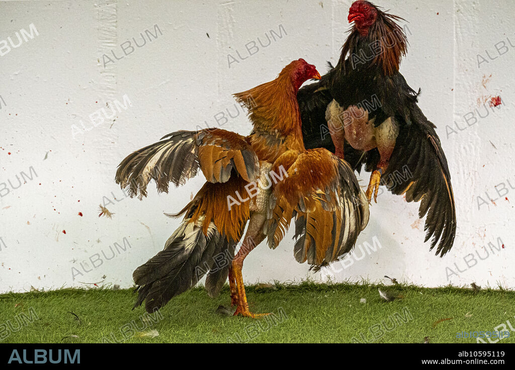 gallos de pelea, Mallorca, balearic islands, Spain.