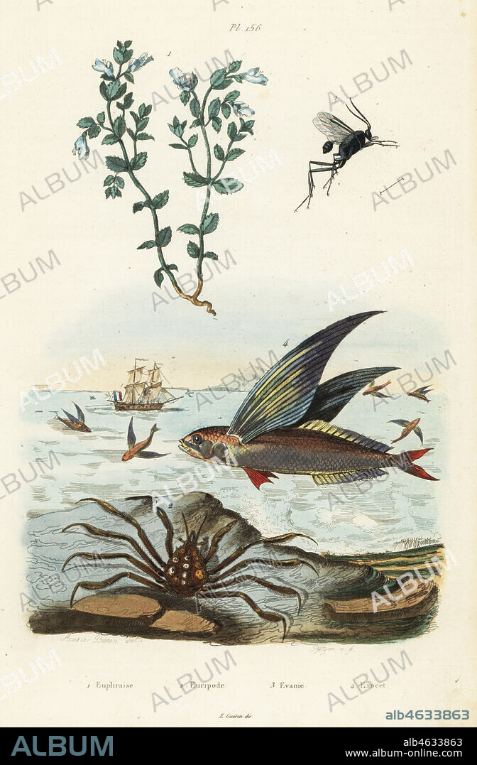 Eyebright, Euphrasia parviflora 1, camouflaged spider crab, Eurypodius latreillii 2, parasitoid wasp, Evania appendigaster 3, bandwing flyingfish, Cheilopogon exsiliens 4. Euphraise, Euripode, Evanie, Exocet. Handcoloured steel engraving by Pfitzer after an illustration by A. Carie Baron from Felix-Edouard Guerin-Meneville's Dictionnaire Pittoresque d'Histoire Naturelle (Picturesque Dictionary of Natural History), Paris, 1834-39.