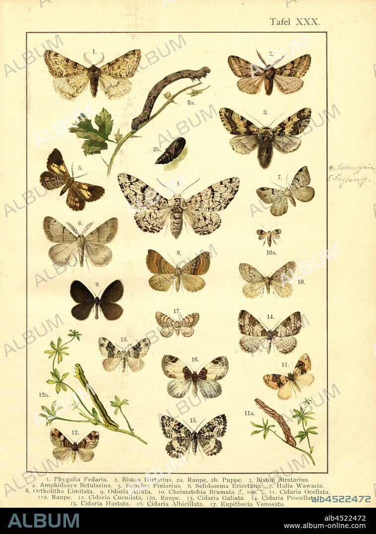 Butterflies, caterpillars and pupae in Central Europe 13, Phygalia Pedaria, Bistro Hirtarius, Biston Stratarius, Amphidasys Betularius, Bupalus Piniarius, Selidosema Ericetaria, Halia Wawaria, Ortholitha Limitata, Odozia Atrata, Cheimatobia Brumata, Cidaria Ocellata, Cidaria Cucullata, Cidaria Galiata, Cidaria Procellata, Cidaria Hastata, Cidaria Albicillata, Eupithecia Venosata, Plate XXX, after p. 224, Deuchert, Heinrich (del. ad. nat.); Slocombe, A. (del. ad nat.), 1893, Max Korb; Heinrich Deuchert; A. Slocombe: Die Schmetterlinge Mittel-Europas: Darstellung und Beschreibung der hauptsächlichen mitteleuropäischen Schmetterlinge nebst Anleitung, dieselben zu fangen oder zu züchten und eine Sammlung anzulegen. Nürnberg: Theo. Stroeser's Kunstverlag, [1893].