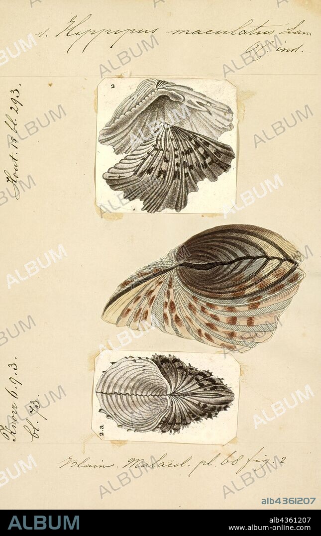 Hippopus maculatus, Print, Hippopus is a genus of large tropical saltwater clams, marine bivalve molluscs in the subfamily Tridacninae, the giant clam subfamily.