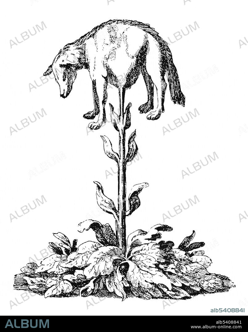 The Vegetable Lamb of Tartary (Agnus scythicus or Planta Tartarica Barometz) is a legendary zoophyte of Central Asia, once believed to grow sheep as its fruit. It was believed the sheep were connected to the plant by an umbilical cord and grazed the land around the plant. When all accessible foliage was gone, both the plant and sheep died. Underlying the legend is the cotton plant which was unknown in Northern Europe before the Norman conquest of Sicily. The vegetable lamb was believed to have blood, bones, and flesh like that of a normal lamb. This illustration from Henry Lee's 1887 book on the Vegetable Lamb was redrawn from an image that appeared in 1696 in Johann Zahn's Specula Physico-Mathematico-Historica Notabilium ac Mirabilium Sciendorum, in Qua Mundi Mirabilis Oeconomia.Norimbergae.