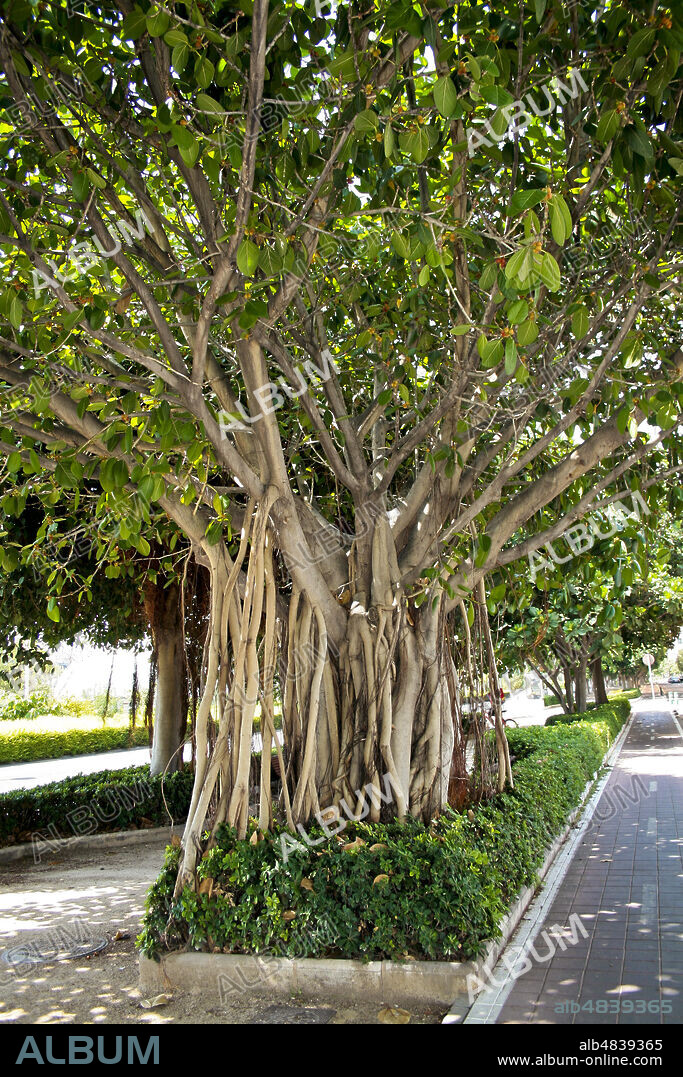 València, Comunidad Valenciana, Spain. Glorieta Gardens (Jardins de la Glorieta or Jardines de la Glorieta) near Plaza de la Porta de la Mar. Ficus Macrophylla.