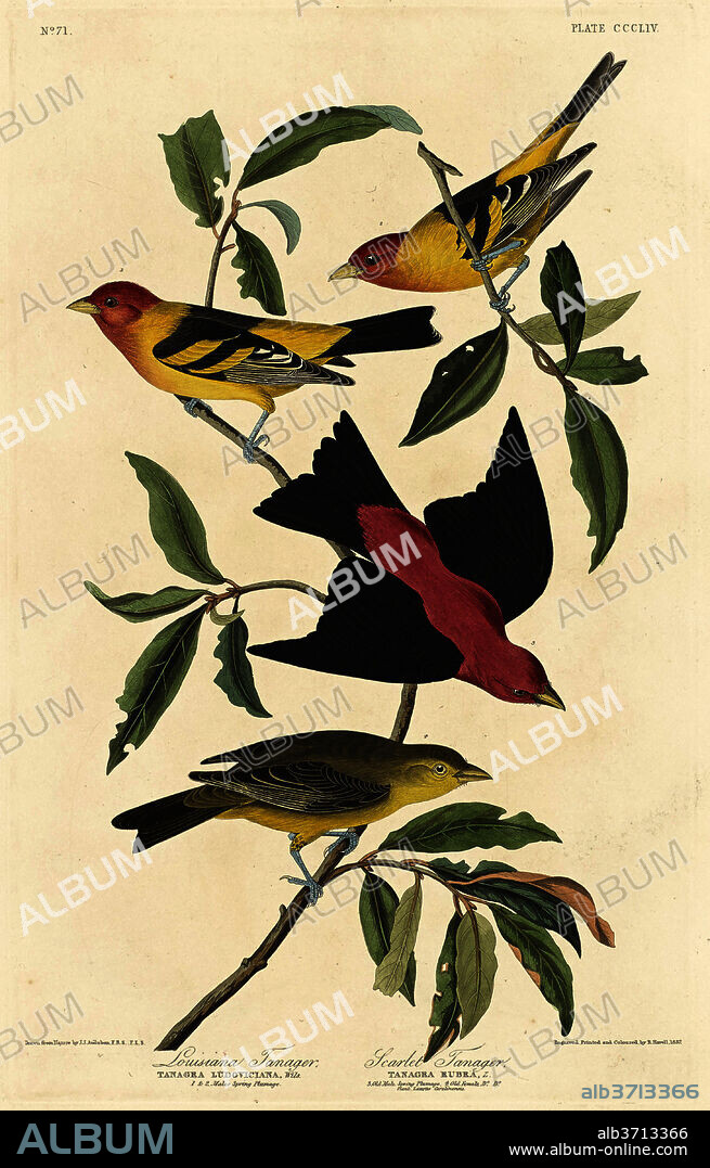 ROBERT HAVELL AFTER JOHN JAMES AUDUBON. Louisiana Tanager and Scarlet Tanager. Dated: 1837. Dimensions: plate: 49.9 x 31.8 cm (19 5/8 x 12 1/2 in.)  sheet: 100 x 67.3 cm (39 3/8 x 26 1/2 in.). Medium: hand-colored etching and aquatint on Whatman paper.