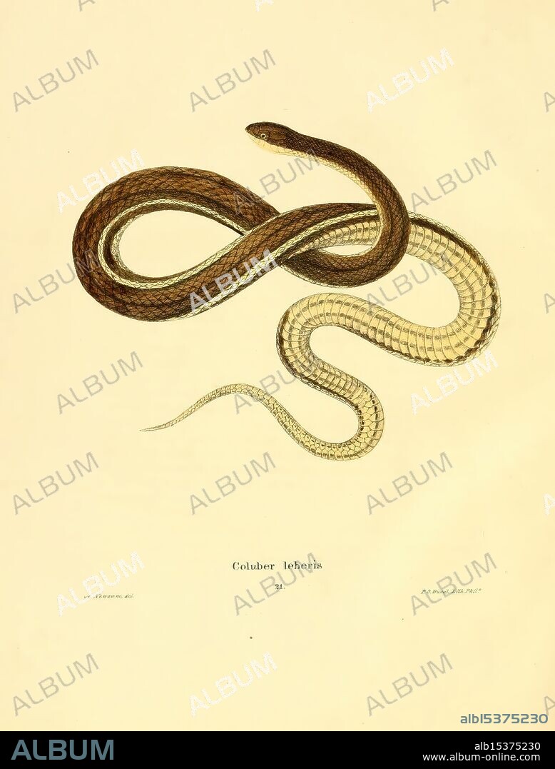 North American herpetology, Philadelphia, J. Dobson, 1836-1840, amphibians, reptiles, United States, Coluber leberis, Albert Newsom, This illustration features a detailed depiction of a coluber leberis, a species of snake. The snake is shown in a dynamic pose, coiling gracefully with its elongated body highlighted in varying shades. Its head is slender and slightly raised, showcasing its keen eyes and elongated snout. The coloration transitions smoothly along its body, demonstrating the scales' texture and patterns. Below the image, the scientific name 'Coluber leberis' is elegantly inscribed, along with credits to the artist and publication details, emphasizing the significance of this representation in herpetology. The overall composition captures the elegance and beauty of this reptile, making it a valuable piece for educational and artistic appreciation.