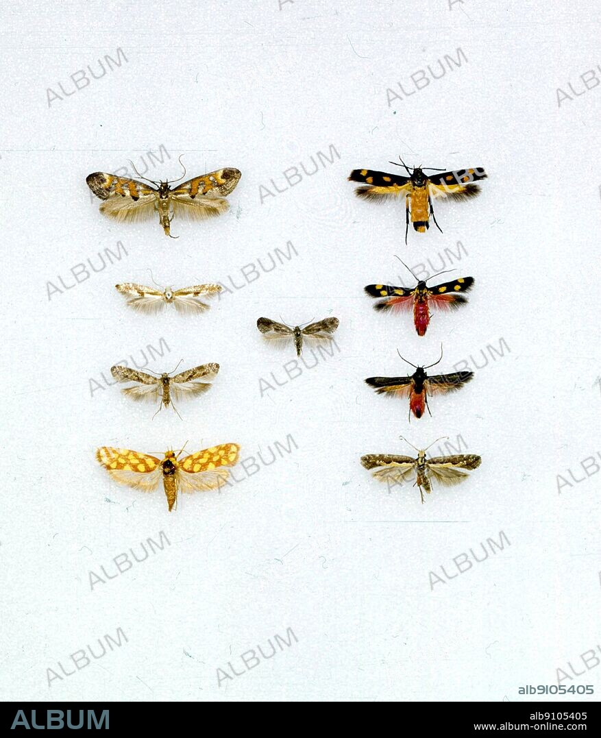 Butterflies/moths - left to right from the top - Epermenia pontificella, Ertetmocera chrysias, Argyresthia pruniella, Douglasia anchusella, Eretmocera laetissima, Prays citri, Eretmocera fuscipennis, Anticrates autobrocha, Plutella xylostella.