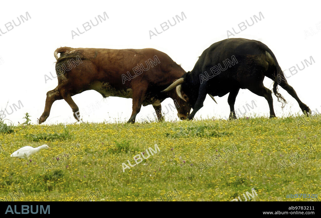 Lora del Río (Sevilla), 08/04/2004. Los toros de Miura en la finca Zahariche.