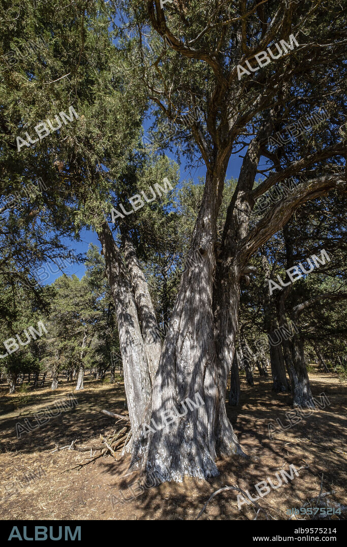 sabina albar de cinco guias(Juniperus thurifera), arbol monumental catalogado, Espacio Natural del Sabinar de Calatañazor, Soria, Comunidad Autónoma de Castilla, Spain, Europe.