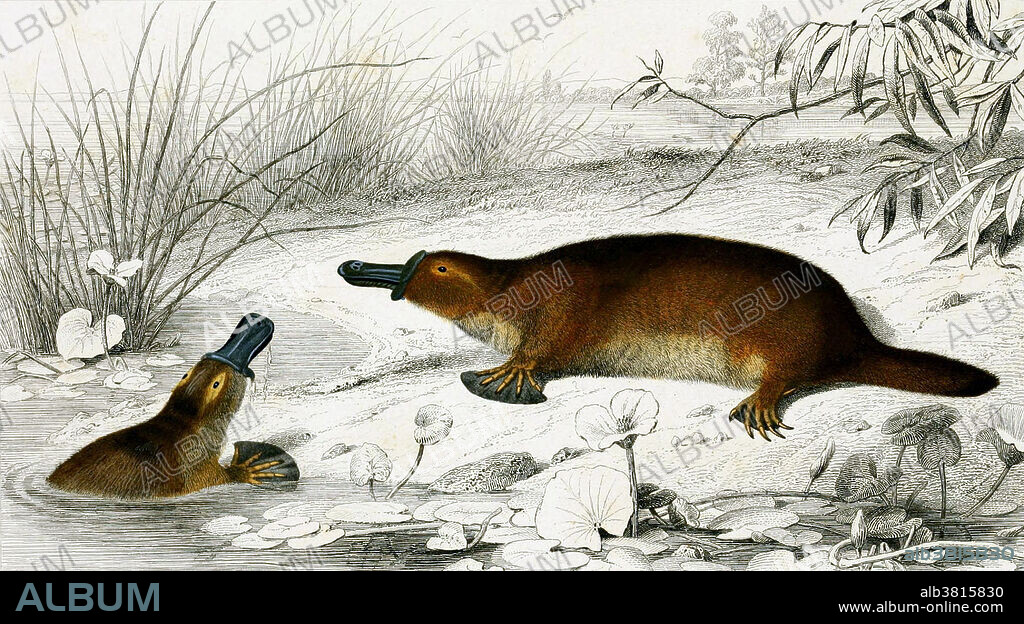 The platypus (Ornithorhynchus anatinus) is a semiaquatic mammal endemic to eastern Australia, including Tasmania. Together with the four species of echidna, it is one of the five extant species of monotremes, the only mammals that lay eggs instead of giving birth. The unusual appearance of this egg-laying, duck-billed, beaver-tailed, otter-footed mammal baffled European naturalists when they first encountered it, with some considering it an elaborate hoax. Taken from Dictionnaire universel d'histoire naturelle by Charles Dessalines Orbigny, published 1847-1849.