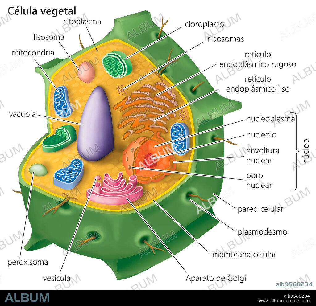 Cutaway drawing of a eukaryotic plant cell.