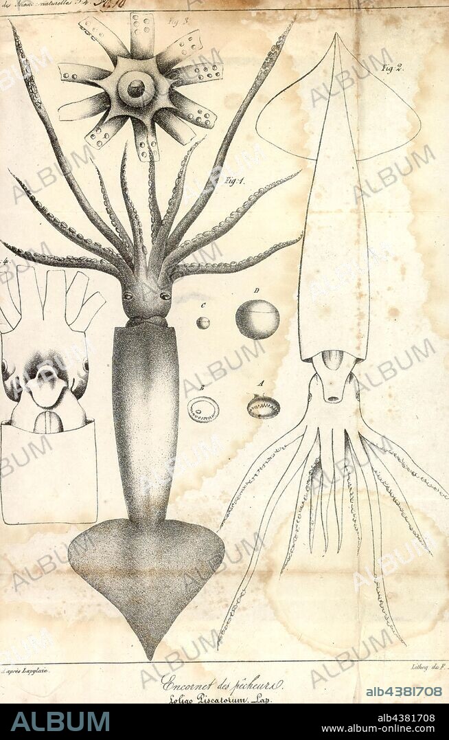 Loligo piscatorum, Print, Illex illecebrosus, commonly known as the northern shortfin squid, is a species of neritic squids in the family Ommastrephidae. They are found in the northwest Atlantic Ocean, from off the coast of eastern North America to Greenland, Iceland, and west of Ireland and the United Kingdom. They are a highly migratory and short-lived species, with lifespans of less than a year. They are commercially important and are fished extensively (primarily by the United States and Canada), mostly for the Canadian and Japanese markets. Northern shortfin squid is a migratory species of squid with a distribution ranging from Florida Straits to Newfoundland in the Northwest Atlantic Ocean. The species is native to Canada, Greenland, Iceland and United States. The species has an average lifespan between 1–1.5 years in which most live less than a year. The location of the fishery of the squid is mainly in Mid-Atlantic Bight from between summer and fall.
