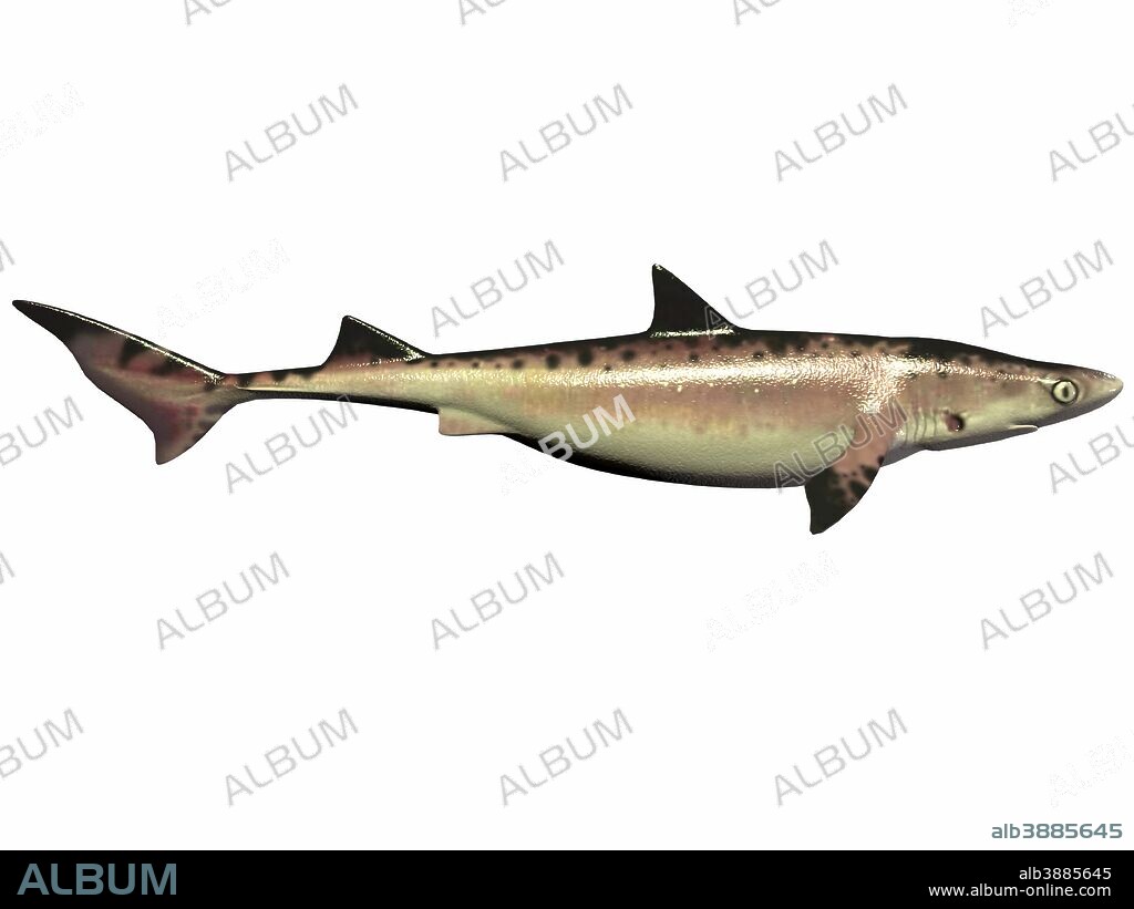 Priohybodus, an extinct shark species that lived during the Cretaceous Period of Earth's history. The hybodont shark was about 3 to 7 feet in length.