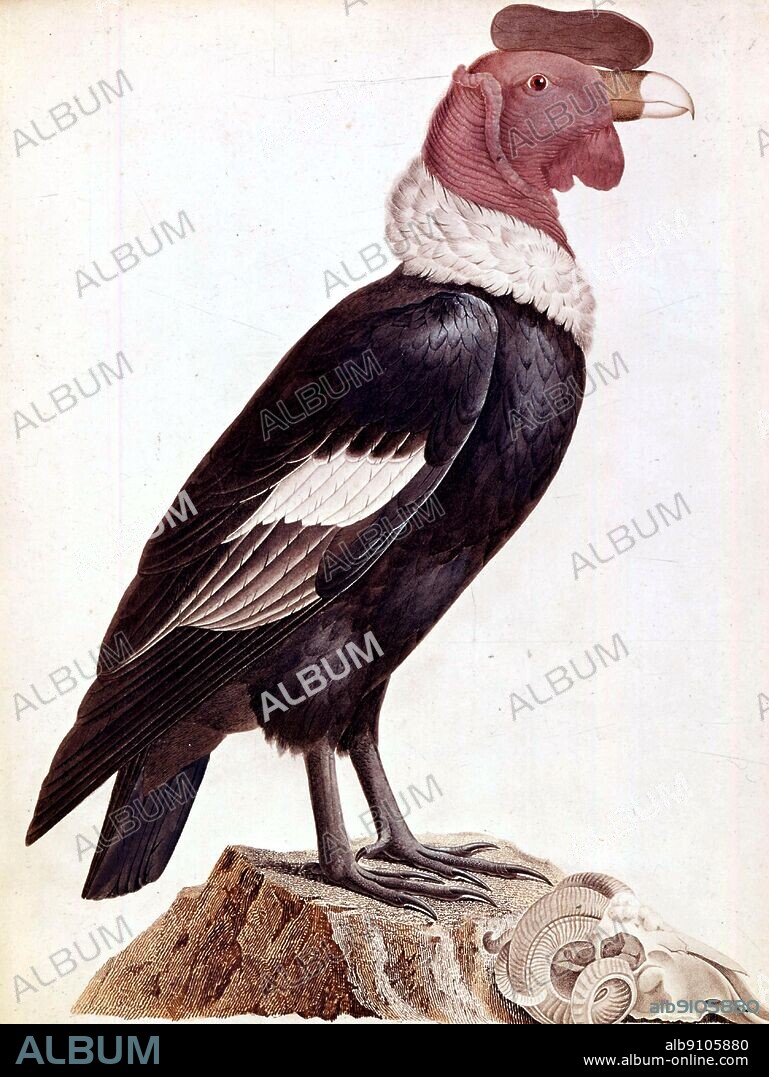 South American condor. From Racueil d'observations de zoologie by Humboldt and Bonpland, The Royal Geographical Society, London. Photo: Derrick Witty.
