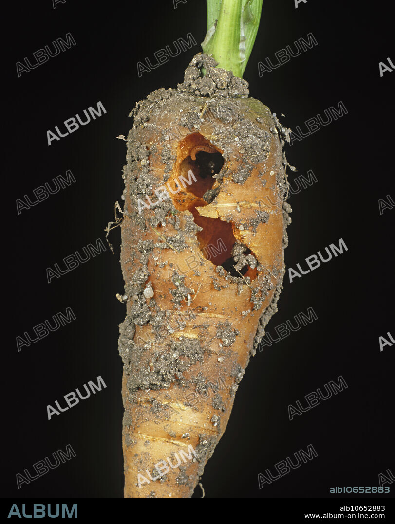 Spotted snake millepede (Blaniulus guttulatus) and damage gallery hole in a carrot tap root.