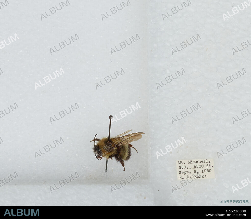 Mount Mitchell, Yancey, North Carolina, United States, Bombus sp., Animalia, Arthropoda, Insecta, Hymenoptera, Apidae, Apinae.