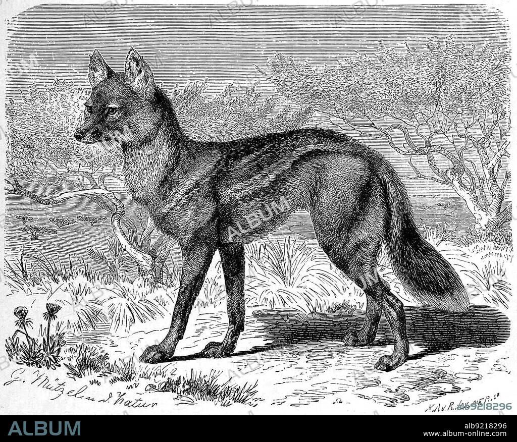 Side-striped jackal (Canis adustus), side-striped jacka, Lupulella adusta, Historic, digitally restored reproduction of a 19th century original, exact original date unknown.