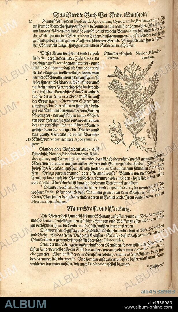 Nerion, Rhododendron, Olander, Hogweed, Fol. 385v, 1590, Pietro Andrea Mattioli, Joachim Camerarius: Kreuterbuch desz hochgelehrten unnd weitberühmten Herrn D. Petri Andreae Matthioli. Franckfort am Mayn: [Feyrabendt], 1590.