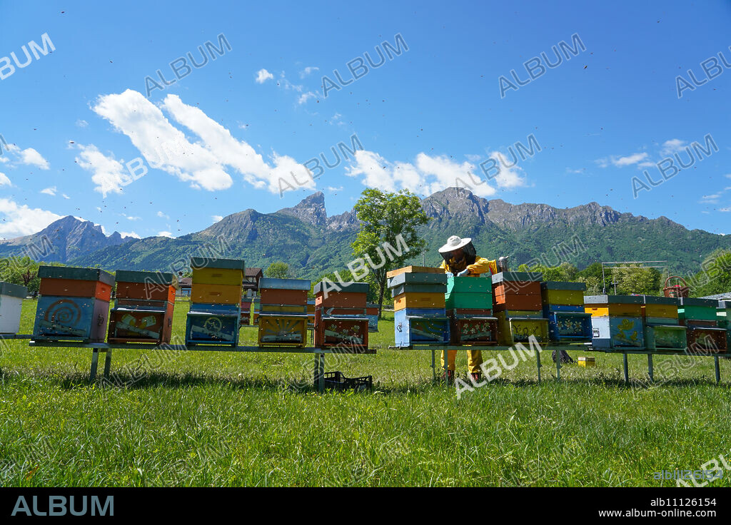Carniolan honey bee hives in the Dolomites, Santa Giustina, Belluno, Italy, Europe.