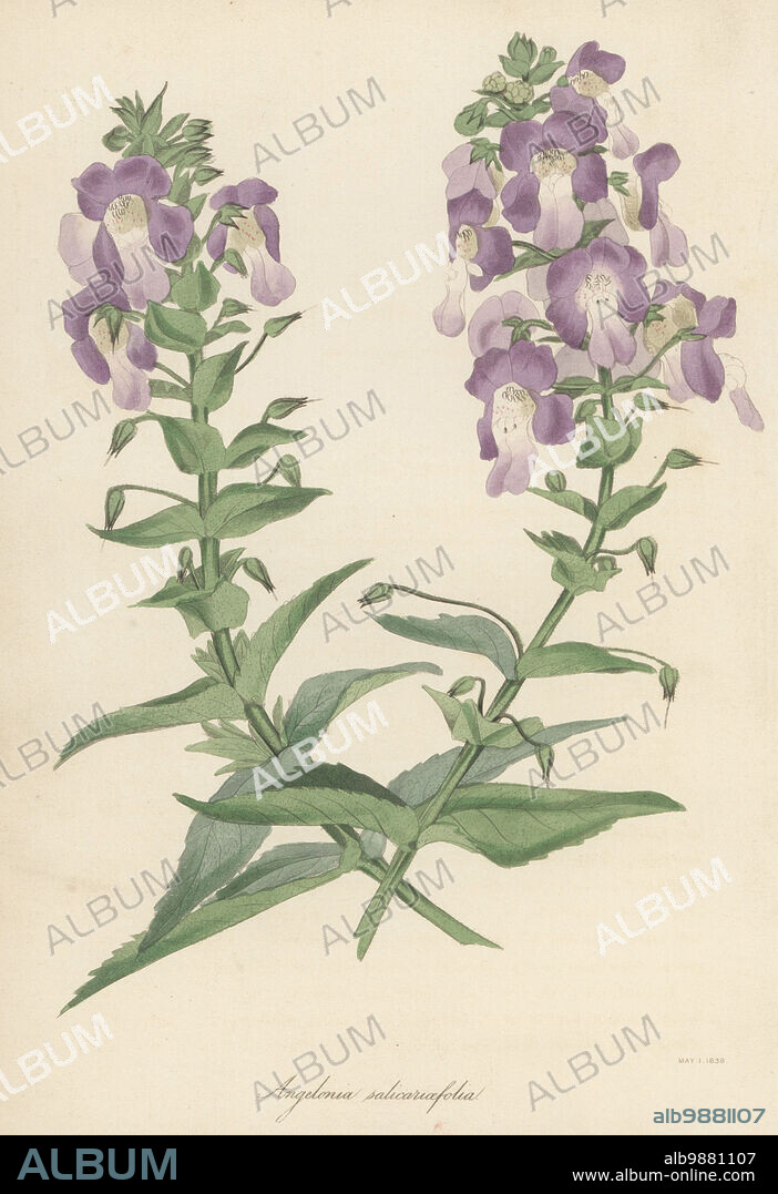 Willowleaf angelonia, Angelonia salicariifolia. Native to South America, introduced from Caracas, flowered at Spofforth, the garden of botanist William Herbert, Dean of Manchester, in 1819. Willow-leaved angelonia, Angelonia salicariaefolia. Handcoloured lithograph from Joseph Paxtons Magazine of Botany, and Register of Flowering Plants, Volume 5, Orr and Smith, London, 1838.