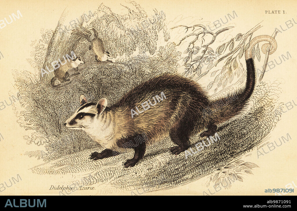 White-eared opossum, Didelphis albiventris. Azara's opossum, Didelphys azarae. Handcoloured steel engraving by Lizars after an illustration by George Robert Waterhouse from his Marsupialia or Pouched Animals, Volume XI of the Naturalists Library, W. H. Lizars, Edinburgh, 1841. Waterhouse (1810-1888) was curator at the Zoological Society of Londons museum.