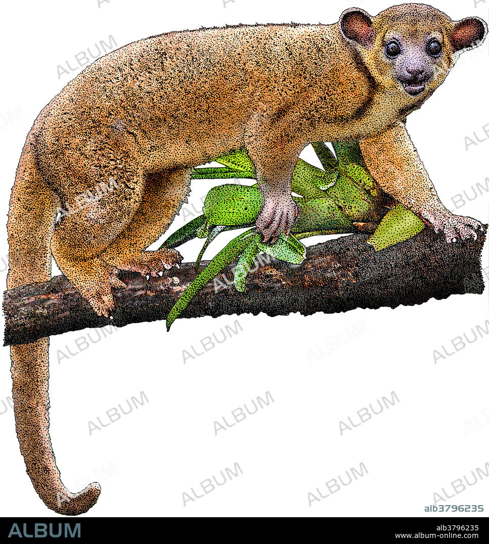 Illustration of the Kinkajou (Potos flavus), a nocturnal rainforest mammal in the family Procyonidae, to which raccoons also belong. It is found in Central and South America.