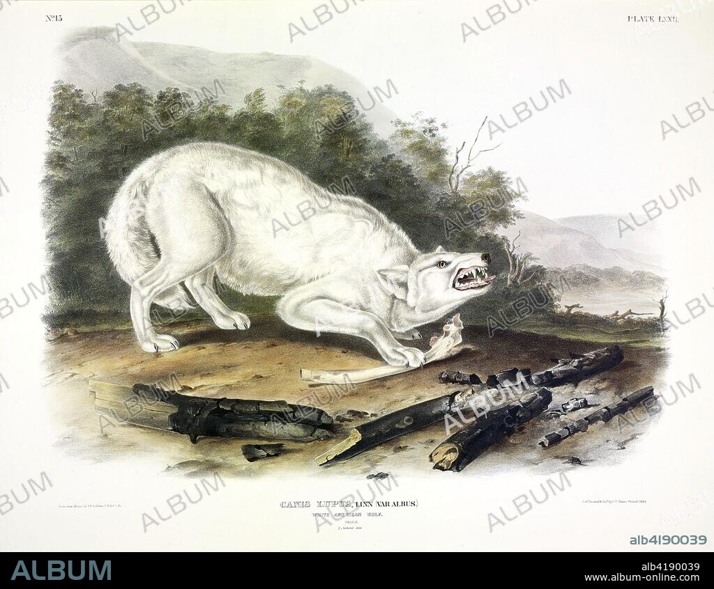 White American  Wolf, Canis Lupus. From The Viviparous Quadrupeds of North America by John J. Audubon. Pub. 1845 (colour lithograph).