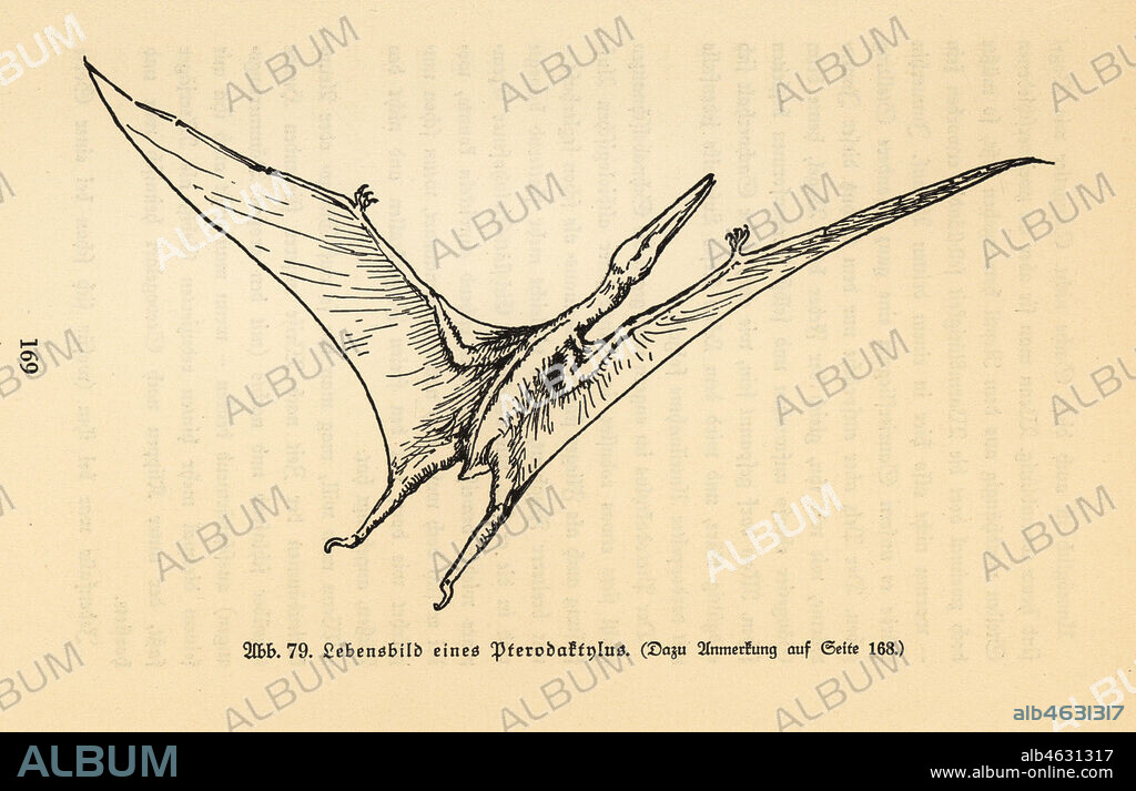 Reconstruction of an extinct Pterodactyl. Illustration from Wilhelm Bolsches Das Leben der Urwelt, Prehistoric Life, Georg Dollheimer, Leipzig, 1932.