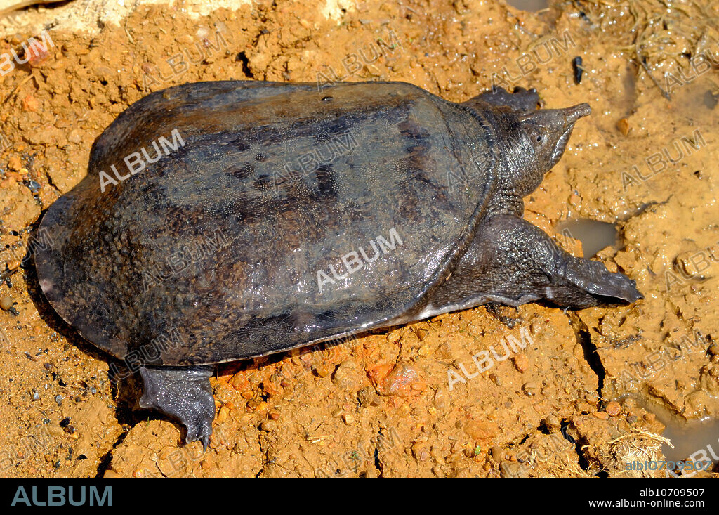 Malayan Soft-Shelled Turtle (Dogania subplana). Kui Buri National Park, Thailand. IUCN Status = Vulnerable.