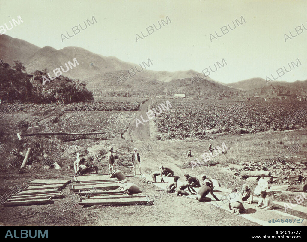 Sechage du cafe, propriete Laurie a Canala en Nouvelle-Caledonie. Photographie de Allan Hughan (1834-1883) de 1874.. Credit: Kharbine-Tapabor/Collection Serge Kakou.