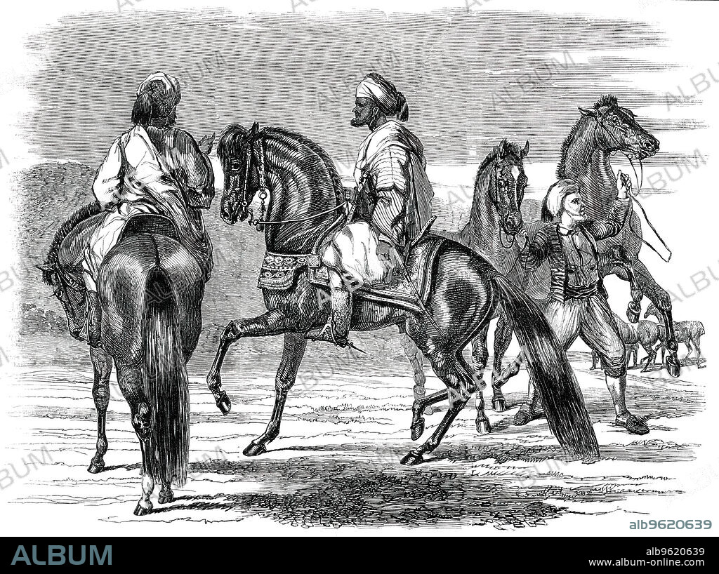 Barbs Presented to Queen Victoria by the Emperor of Morocco, 1850. Moroccans bringing horses for the queen, from a photograph by Claudet. 'Hadj Abdallah...is a tall, well-made man, very intelligent and observing...Hassam is an independent merchant, trading between Tangier and Gibraltar...Kaid Abdekrim (the title Kaid is synonymous with captain) is an athletic man of sinew, and is the soldier or guard attached to the British Consulate at Tangier...Boojmar is the groom of her Majesty's Chargé d'Affaires at Tangier, and has been from boyhood attached to the British Consulate...at Epsom, they were engaged to appear for the fifth time in the presence of the Queen; but her Majesty graciously dispensed with their attendance, in order that they might witness the sport, which they did; and, from their knowledge of horse flesh, picked out as the winner the horse that eventually came in second.'. From "Illustrated London News", 1850.