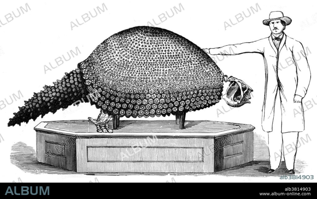 Glyptodon (grooved or carved tooth) was a large, armoured mammal of the family Glyptodontidae, a relative of armadillos that lived during the Pleistocene Epoch. With its rounded, bony shell and squat limbs, it superficially resembled turtles, and the much earlier dinosaurian ankylosaur, as an example of the convergent evolution of unrelated lineages into similar forms. Glyptodon is believed to have been an herbivore, grazing on grasses and other plants found near rivers and small bodies of water. This animal appeared during Cenozoic era, the most recent era of geologic time, from about 65 million years ago to the present. The Cenozoic Era is characterized by the formation of modern continents and the diversification of mammals and plants. Grasses also evolved during the Cenozoic. The climate was warm and tropical toward the beginning of the era and cooled significantly in the second half, leading to several ice ages. Humans first appeared near the.