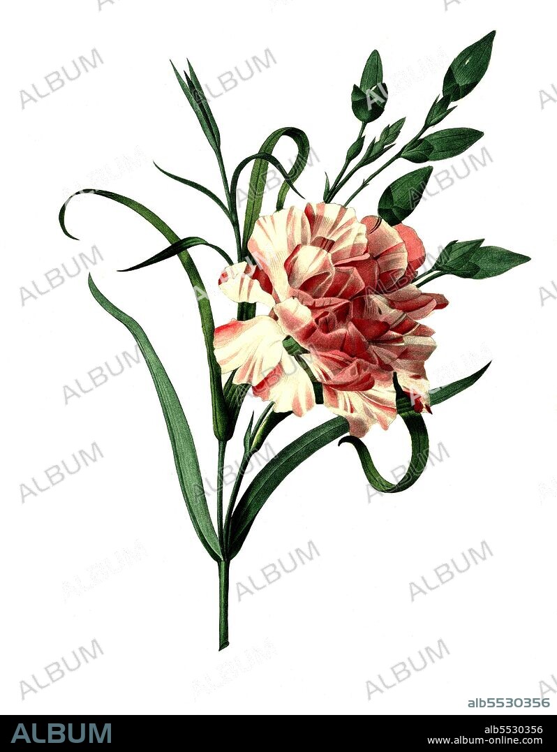 Landnelke oder Edel-Nelke, Gartennelke, Dianthus caryophyllus .