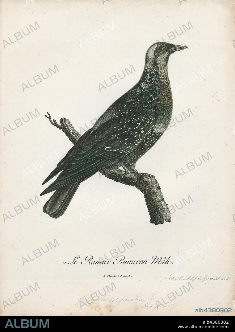 Columba arquatrix, Print, The African olive pigeon or Rameron pigeon (Columba arquatrix) is a pigeon which is a resident breeding bird in much of eastern and southern Africa from Ethiopia to the Cape. Populations also are found in western Angola, southwestern Saudi Arabia and northern Yemen. It is locally common, although sizeable gaps in its distribution occur due to its habitat requirements., 1796-1808.