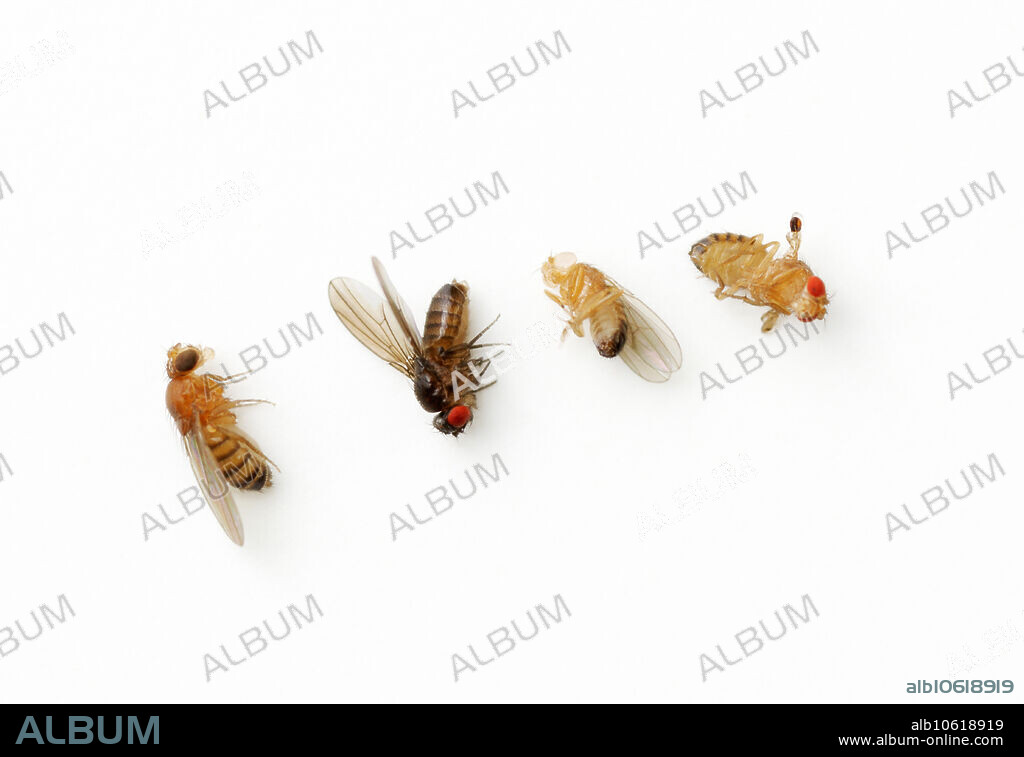 Drosophila genetic variations