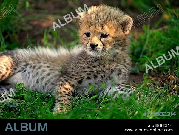 Cheetah, Sudan Cheetah, (Acinonyx jubatus soemmeringii), young animal, seven weeks old, Sudan, captive, Africa.
