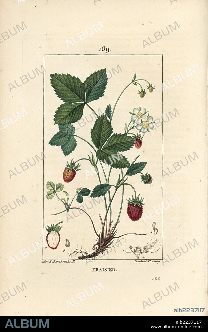 Strawberry, Fragaria × ananassa, showing flower, leaf, ripe fruit, roots and section through fruit. Handcoloured stipple copperplate engraving by Lambert Junior from a drawing by Ernestine Panckoucke from Chaumeton, Poiret et Chamberet's "La Flore Medicale," Paris, Panckoucke, 1830. Madame Anne-Ernestine Panckoucke (1784-1860) was a talented student of Pierre-Joseph Redoute and wife of the publisher Panckoucke.