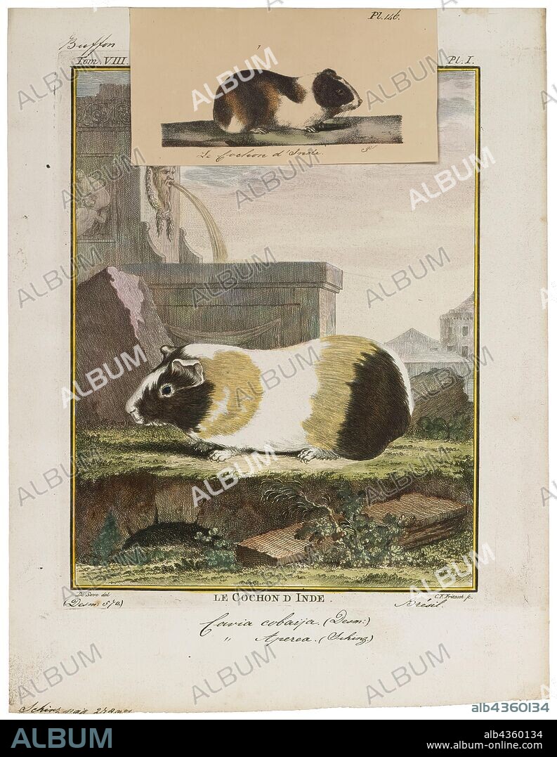 Cavia cobaya, Print, The guinea pig or domestic guinea pig (Cavia porcellus), also known as cavy or domestic cavy, is a species of rodent belonging to the family Caviidae and the genus Cavia. Despite their common name, guinea pigs are not native to Guinea, nor are they biologically related to pigs, and the origin of the name is still unclear. They originated in the Andes of South America, and studies based on biochemistry and hybridization suggest they are domesticated descendants of a closely related species of cavy such as C. tschudii, and therefore do not exist naturally in the wild., 1700-1880.