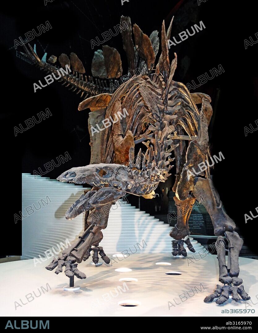 Model of a Stegosaurus skeleton- a genus of armored stegosaurid dinosaur.