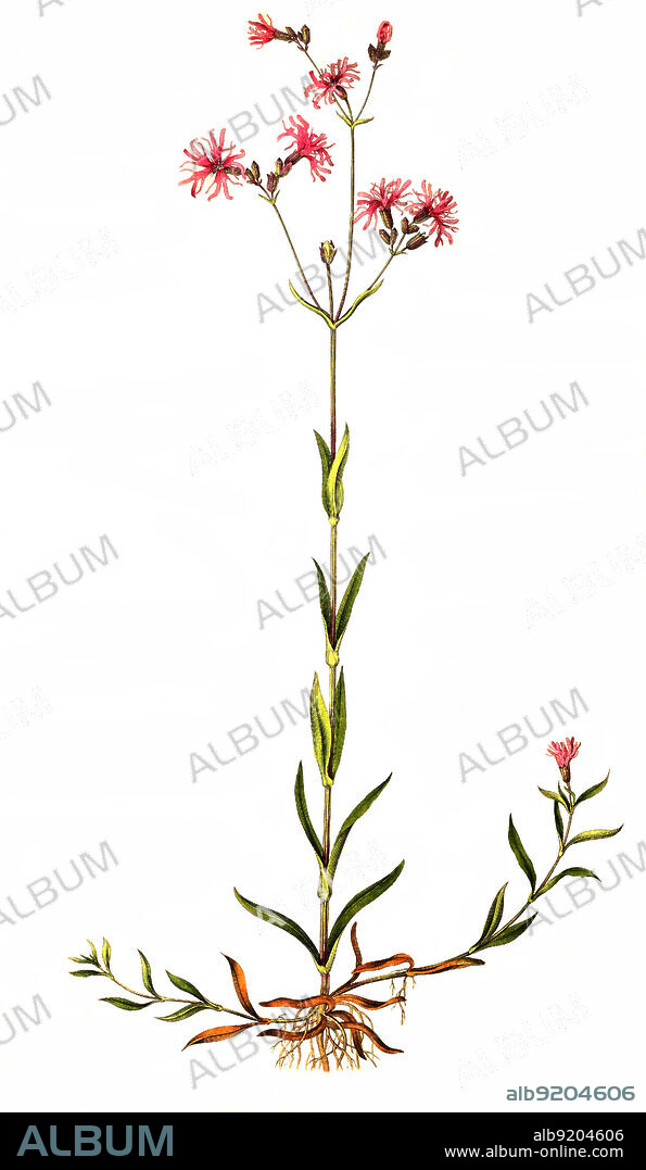 Kuckucks-Lichtnelke, Silene flos-cuculi, Lychnis flos-cuculi, eine Pflanzenart in der Familie der Nelkengewächse (Caryophyllaceae) / Silene flos-cuculi, Lychnis flos-cuculi, commonly called ragged-robin, is a perennial herbaceous plant in the family Caryophyllaceae.